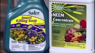 Houseplant insect control|John Dromgoole|Central Texas Gardener