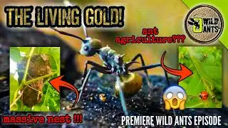 GOLDEN-GASTER WEAVER ANTS (Polyrhachis dives) SUPERCOLONY | WildAnts S1E1