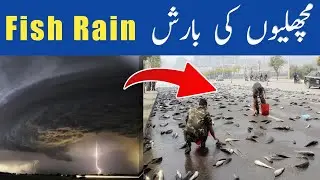 Fish rain| fish rain in Australia| fish rain from sky @ZemTV.Official