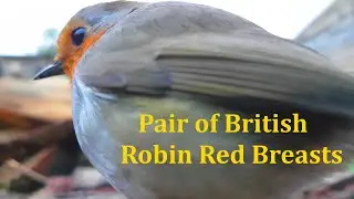 Pair of Robin Red Breasts Singing and Eating