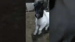 Мини забег #пони #родео #horse #лошади #animals #животные