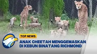 Top Picture: Kelahiran Enam Anak Cheetah di Virginia [Top News]