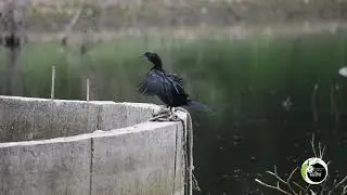 Race between Egrate and Cormorant.