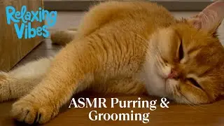 ASMR Cozy British Shorthair Cat Purring and Grooming for Relaxation Ep. 3 | ASMR for Stress Relief