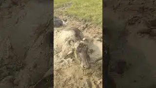 buffalo in mud😂 #shortsvideo #shortvideo #village #animals #buffalo #mud #shorts #short