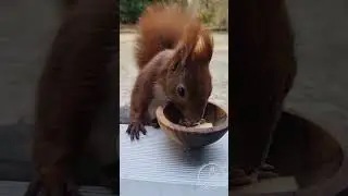 Hungry Little Buddy Squirrel Freddy! 🐿️🍽️ | Adorable Red Squirrel Moment  #squirrelfriends  #animals