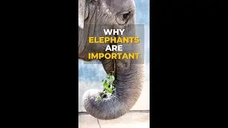 Why Elephants Are the Key to Our Survival