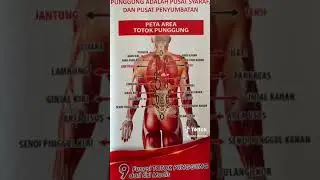 Peta Area Totok Punggung Dan Organ