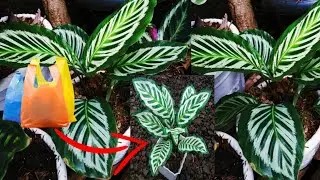 Cara Membuat Tanaman Hias Calathea Dari Plastik Kresek//How to make calathea plant from plastic bag