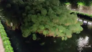 Arethusa Spring (Fonte Aretusa) in Syracuse 09.09.2019