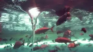 下関市立しものせき水族館「海響館」お魚編