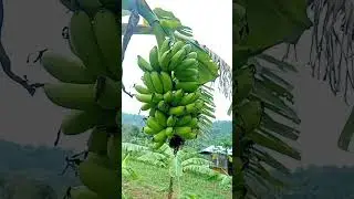 READY FOR HARVEST LATUNDAN BANANA