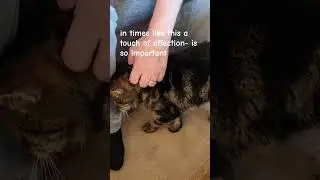 #cat's life, as cat is coping for his illness
