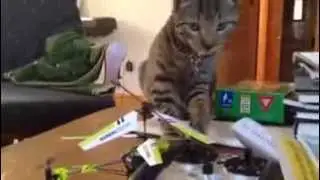 Cat vs RC Helicopter - funny cat video