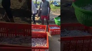 Chirala fish market (Vodarevu) fishermen getting and unloading fish#fishauction #fishmarket