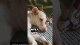 sleeping pets #sleepingpets #petvlogs #youtube #petvideos #dog #cat #sleepingdog #yt  #sleepingcat