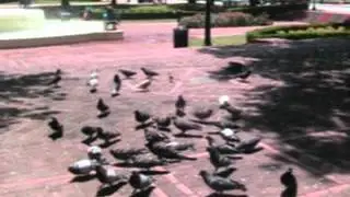 Botcon 2012 - Poor Pidgeys