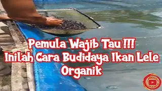 Pemula Wajib Tau!!! Inilah Cara Budidaya Ikan Lele Organik
