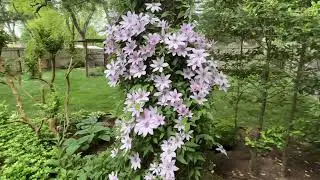 Clematis Nelly Moser has turned into a giant in 4 years   May 2025
