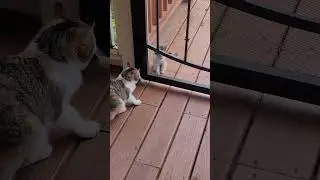 kitty love