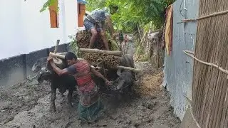 Heavy Loaded Buffalo Cart Struggle with Deep Mud Road || Buffalo Cart Ride