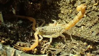 Mediterranean Checkered Scorpion (Aegaeobuthus gibbosus)