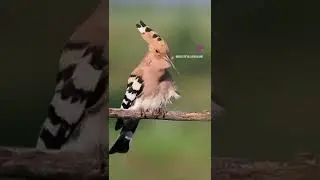 Hoopoe bird