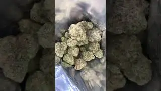 ShopHelloMary Strawberry Cough #THCa #2018farmbill #SHM #ShopHelloMary #420