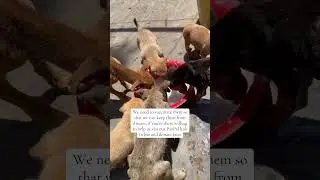 POV you're so kind and watched 5x times to help me raise 200$ for vaccination. PayPal link in bio