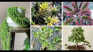 Attract Positive Energy With These 8 Succulent Ideas! - Feng Shui Plants