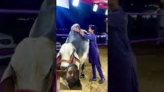 #love #heavybulls #cow #beautifulbull #bull #cute #dance #heavyweightbull #cowmandi #wedding