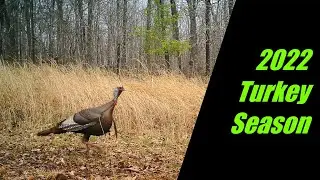 Arkansas Turkey Hunting 2022 Season in the Ozarks
