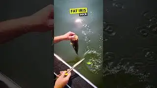Fat IRIS 50CR🖤💛