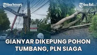 Gianyar Bali Dikepung Pohon Tumbang, PLN Siaga Antisipasi Gangguan Listrik