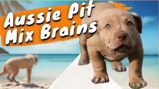 Aussie Pit Mix: The Dog That Can Do It All
