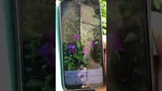Google lens.How to identify a plant?Spain.#shortsiv #spainiv #shorts