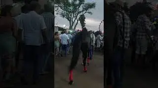 Tn. horse show | south india horse show
