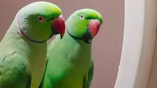 Amazing Ringneck Parrot | Beautiful Bolne Wala Tota | Relaxing ASMR Parrot Sound @myparrotwifiandme 