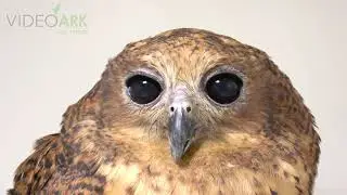 A Pel&rsquo;s fishing owl (Scotopelia peli) at the Monticello Center in Italy.