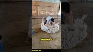 The Fascinating Process of Making Sheep Skin Products😳😍 #shortsfeed #shorts #youtubeshorts #facts