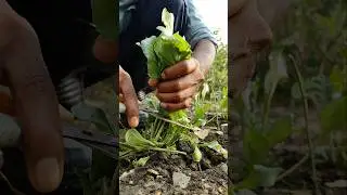 harvesting fresh spinach #nature #farming #spinach #shorts