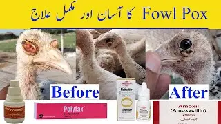 Turkey Bird Fowl Pox Treatment