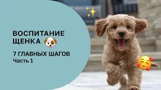 7 ШАГОВ В ВОСПИТАНИИ ЩЕНКА, КОТОРЫЕ НЕЛЬЗЯ ПРОПУСТИТЬ. ЧАСТЬ 1