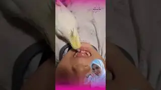 Burung ini mencabut gigi Susu #gigisusu #birds #dentist