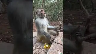 Monkey Meditation #viral #monkeys #meditation #forest