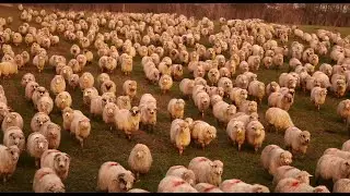 1000 de oi și câinii ciobănești mioritici a lui Hotea din Coaș | Râul Lăpuș - video 2019
