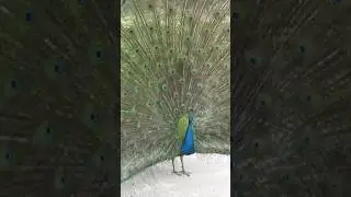 Pav&atilde;o azul 🤠