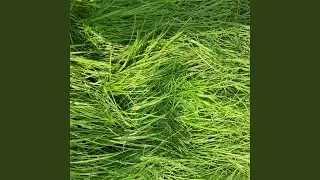 bristling with potential
