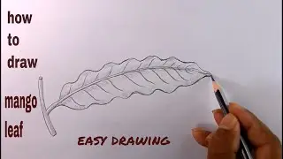 How TO Draw Mango Leaf Step By Step/Mango Leaf Drawing/Draw A Leaf Easy