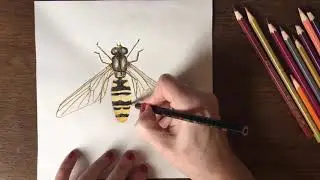 Marmalade Hoverfly